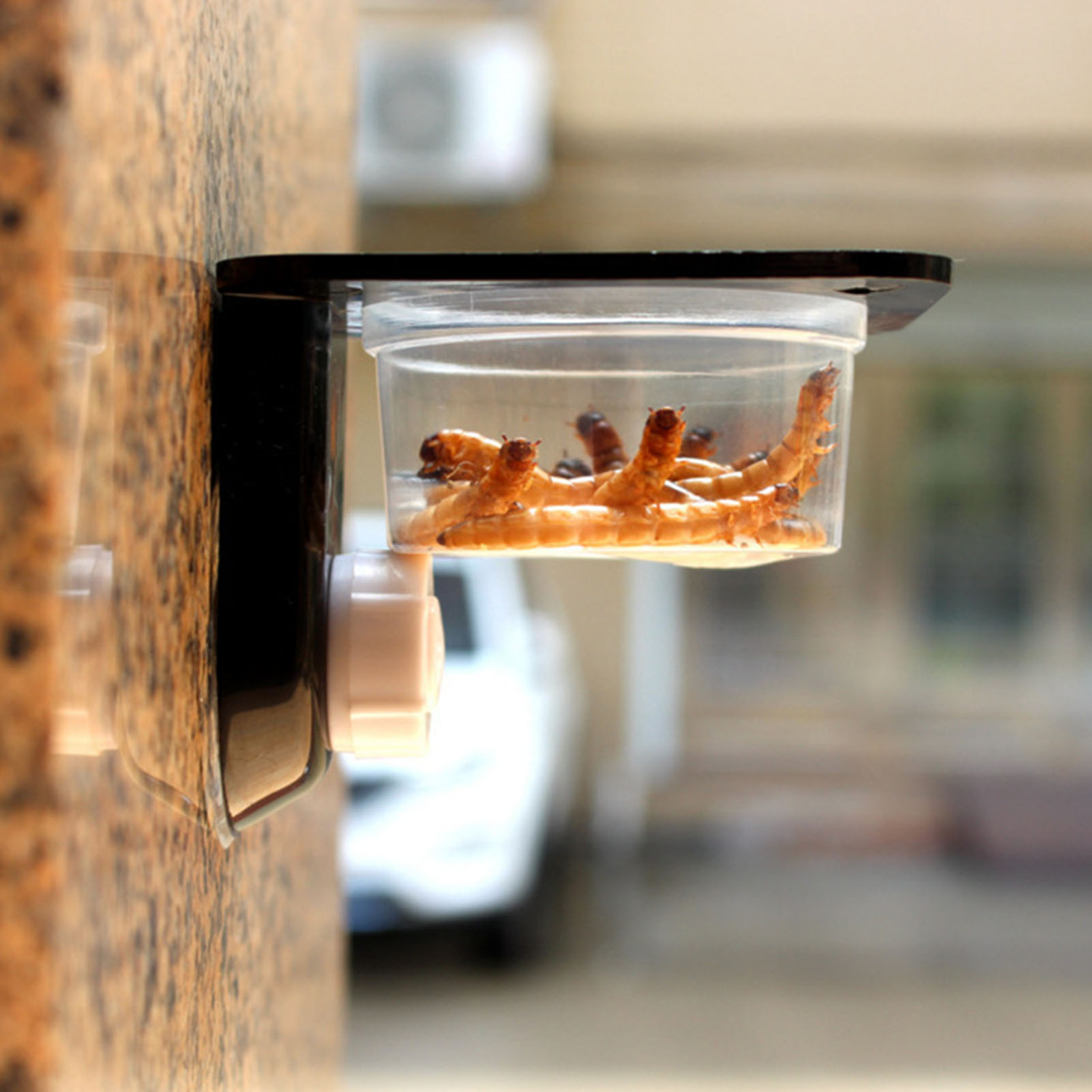 Kuifgekko Voedende Richel Rept - Water Dish Reptile recensie en prijs